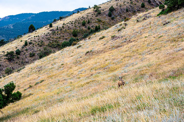 Fototapeta na wymiar Deer in a mountain field in Denver