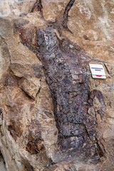 Dinosaur Bones in Dinosaur Ridge Denver Colorado