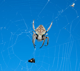 Spider on the web 1