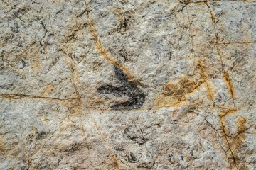 Fossilized Allosaurus tracks