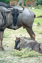 Mother and baby African Buffalo