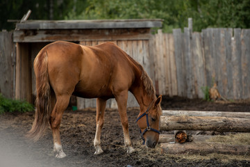 Young brown purebred domestic horse standing by trough and eating fresh hay