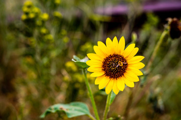 Bee on a sunflower