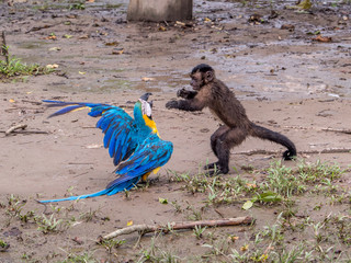 The scarlet macaw and monkey