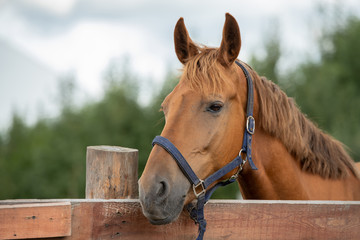 Muzzle of calm purebred brown racehorse by fence in rural environment
