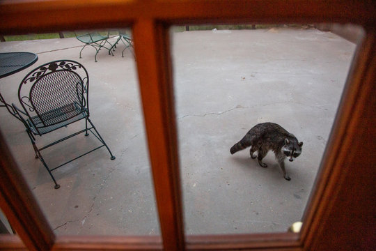 A raccoon approaches the kitchen of a mountain cabin in Colorado.
