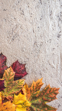 Textural background painted with gold paint with composition of colorful maple autumn leaves