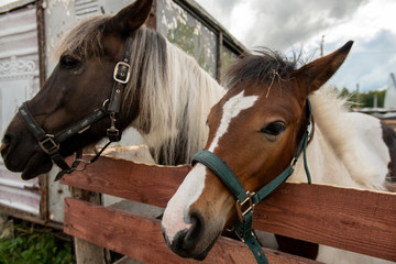 Purebred mare and stallion with white manes standing by wooden fence