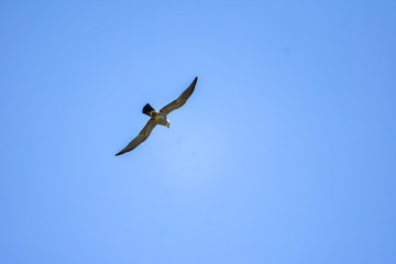 soaring bird of prey