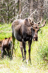 Naklejka na ściany i meble Moose next to a creek in Rocky Mountain National Park