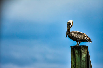 pelican on a post