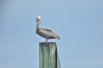 white pelican on post