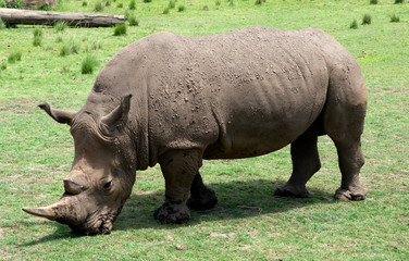 Naklejka premium Rhinoceros