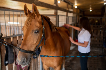 Young female caregiver taking care of young brown racehorse in stable