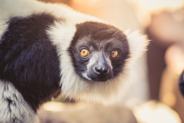 Portrait of a lemur while posing © Cavan
