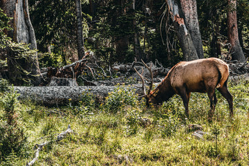 An elk in Rocky Mountain National Park forests