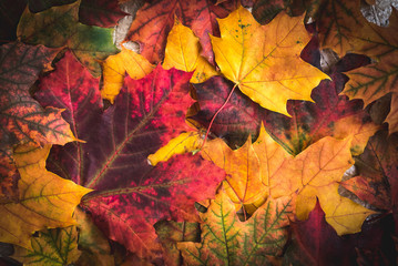 Naklejka na ściany i meble Beautiful bright Colorful Autumn Leaves background
