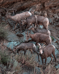Mountain goats in Rocky Mountain National Park Colorodo