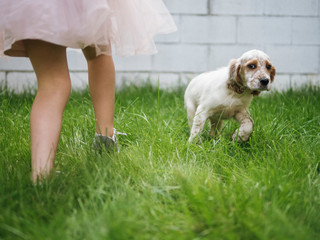 English setter puppy running next to girl