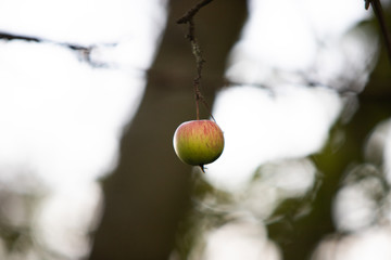 Pojedyncze jabłko wiszące na gałęzi