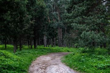 Dirt road in a green coniferous forest spring nature landscape
