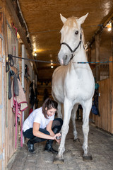 White purebred racehorse standing on wooden floor by barn during grooming process