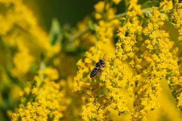 Alfalfa Leaf Cutter Bee on Goldenrod Flowers
