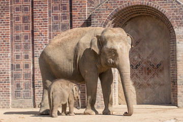 elephant in the zoo