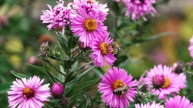 Close up of one honey bee collecting nectar pollen, slow motion