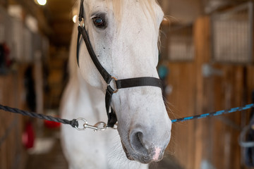 Muzzle of young white purebred mare or racehorse with bridles in front of camera