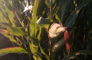 Corn cobs growing. Irrigation agricultural industry. Grain drying under the sun of Spain before being harvested.