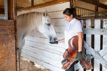 Young sporty woman holding leather saddle while feeding white purebred racehorse