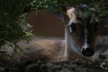 Joven hembra de muntjac de reeve escondida en el bosque