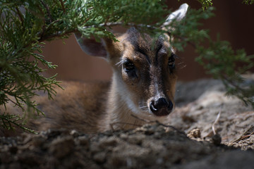 Joven hembra de muntjac de reeve escondida en el bosque