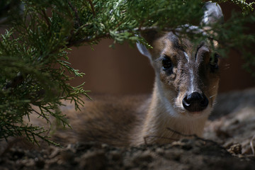 Joven hembra de muntjac de reeve escondida en el bosque