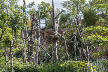 monkey deer park