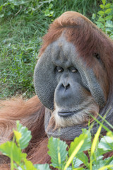 a monkey in the zoo