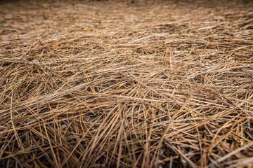 Pine trees needles in the ground