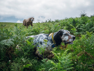 English setter hunting with another dog patronizing