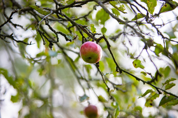 Jabłko na drzewie © andsko