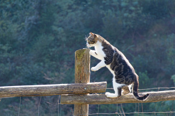 Gatto europeo che si arrampica su uno steccato