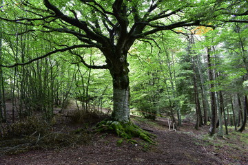 Fototapeta premium Naturaleza