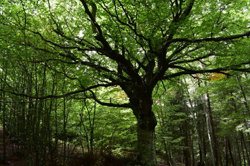 Naturaleza
