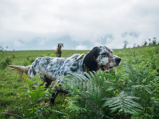 English setter hunting with another dog patronizing