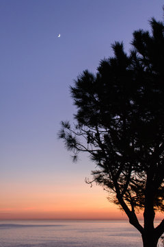 Silhouette di un albero al tramonto con la luna e il mare sullo sfondo