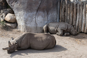 hippos in the zoo