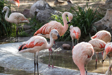 flamingos in the zoo