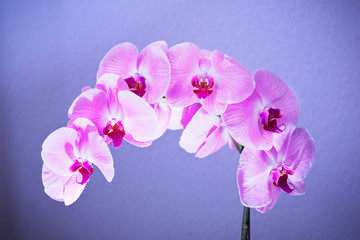 Stalk of a pink orchid with several blossoms