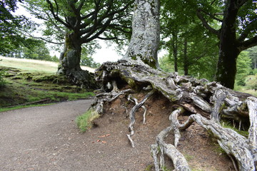 Fototapeta premium Naturaleza