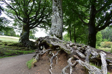 Naturaleza